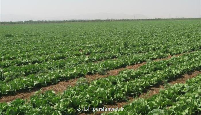 رشد چشم گیر خرید محصولات راهبردی كشاورزی در خوزستان