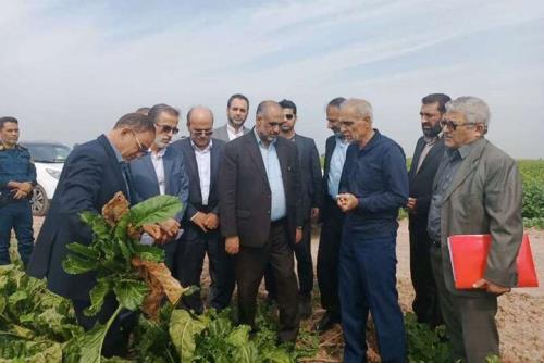 بازدید وزیر جهاد کشاورزی از مزارع دزفول