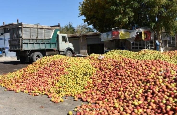 تولید ۳۰۰ هزار تن سیب صنعتی در آذربایجان غربی