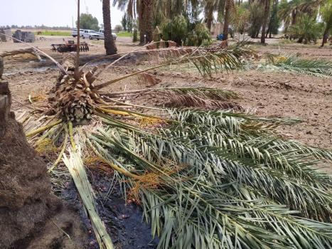توفان به ۷۰ درصد محصول خرمای قلعه گنج کرمان خسارت زد