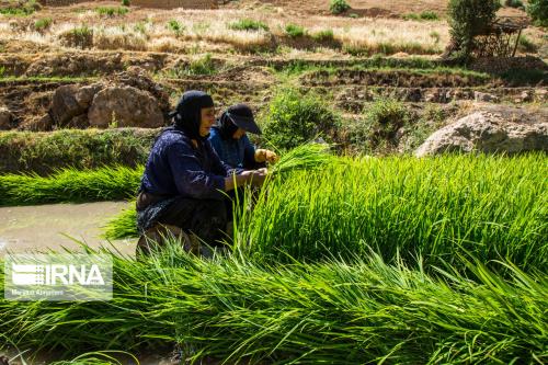استفاده از تصاویر ماهواره ای برای پایش سطح زیرکشت محصول راهبردی برنج