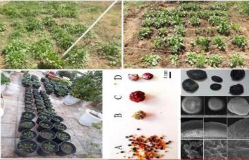 اولین گیاه دارویی اهلی شده کشور در دانشگاه زنجان به ثبت رسید