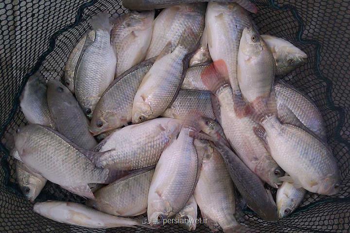 54 مزرعه، ظرفیت تولید ماهی تیلاپیا را دارند