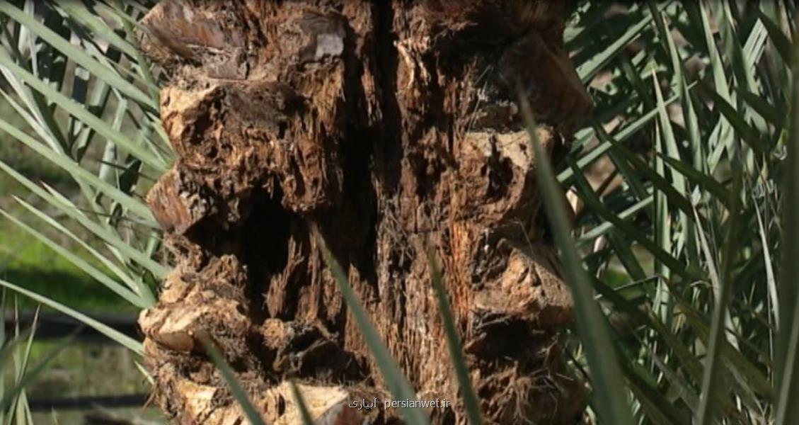 زخم آفت چوبخوار بر تنه درختان شیرین بار بوشهر