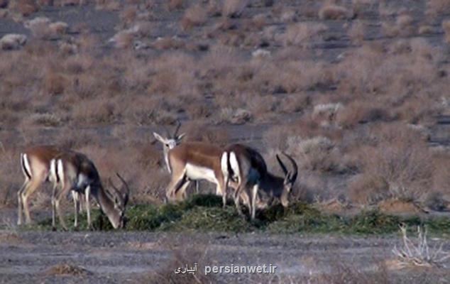 علف دهی دستی حیات وحش در دو منطقه حفاظت شده استان تهران