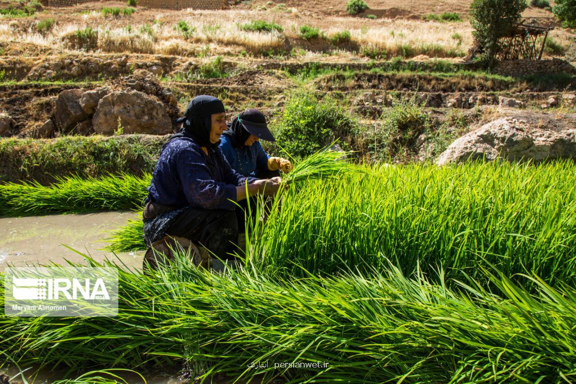 استفاده از تصاویر ماهواره ای برای پایش سطح زیرکشت محصول راهبردی برنج