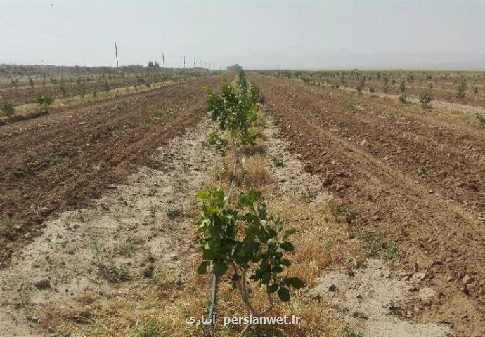 خشکسالی ۲ هزار و ۴۴۰ میلیارد تومان به کشاورزی خراسان جنوبی خسارت زد