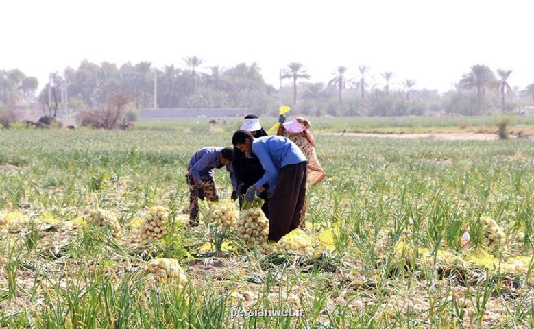 ۲هزار تن پیاز از كشاورزان جنوب كرمان خرید تضمینی شد