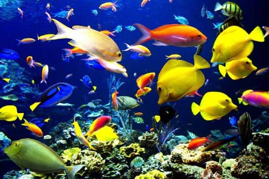 بزرگترین واحد پرورش ماهیان زینتی كشور در قزوین آماده