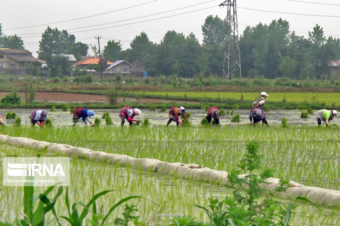 توزیع 3200 تن بذر گواهی شده برنج امسال