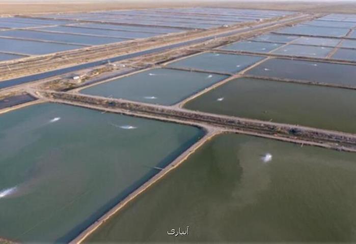 توسعه پرورش میگو، ظرفیت بوشهر برای تولید، اشتغال و ارزآوری