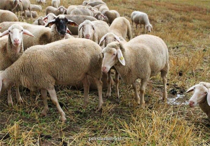 خشكسالی در خراسان شمالی بیماری مشترك بین انسان و دام را افزایش داد