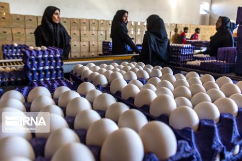 توزیع تخم مرغ با نرخ مصوب در ۳ هزار فروشگاه شهر تهران