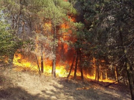 8 نکته درباره افزایش احتمال وقوع آتشسوزی در جنگلها