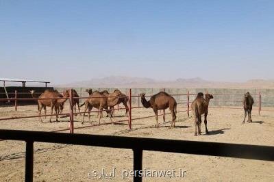 سالانه 5 هزار شتر از نهبندان به سایر مناطق ارسال می شود