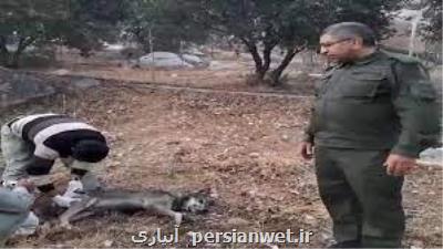 زنده گیری گرگ در سطح شهر خرم آباد