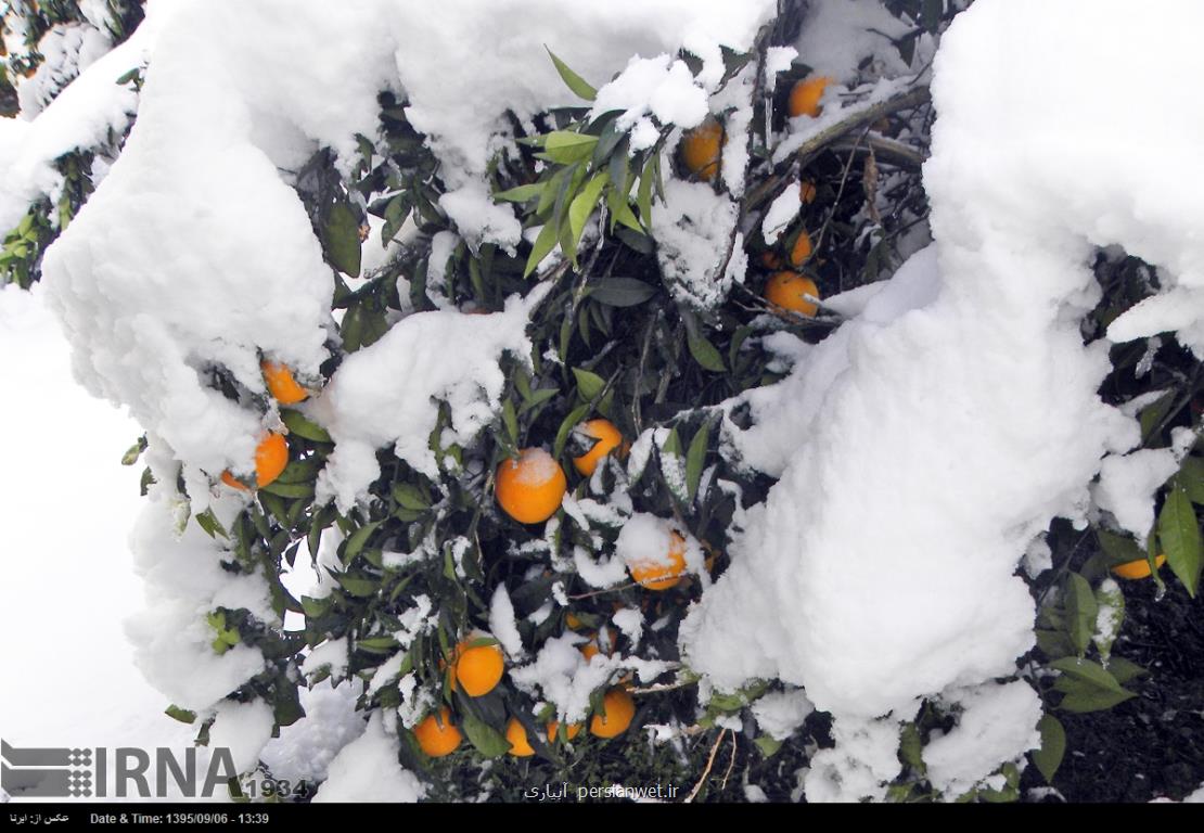 جهاد کشاورزی مازندران در باره خسارت یخبندان به باغداران اخطار داد