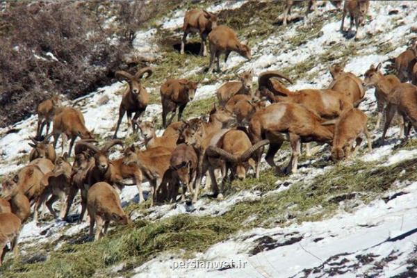 هرگونه غذادهی به گونه های جانوری ممنوعست