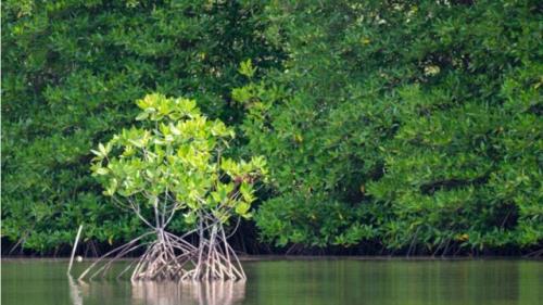 تخریب بیشتر از ۴۰ درصد جنگل های مانگرو در بعضی کشورها