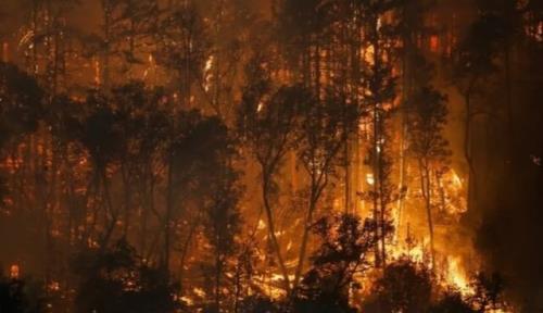بیشتر از یک میلیون هکتار از پوشش گیاهی مغولستان در آتش سوخت