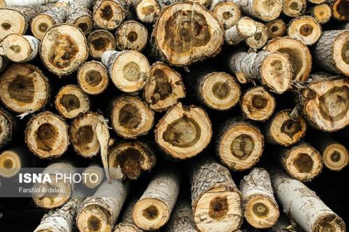 افزایش ۲۲ درصدی قاچاق چوب امسال