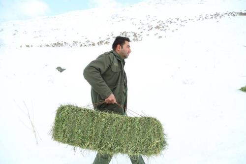 از غذادهی به حیات وحش خودداری کنید