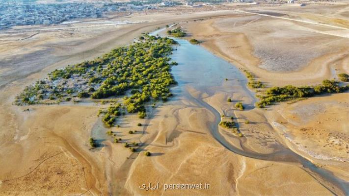 ۲۳۰ هزار نهال حرا در سواحل بوشهر کاشته می شود