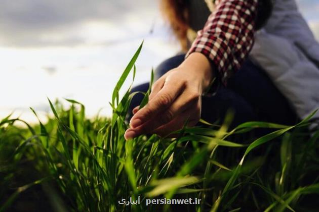 گرما تهدیدی برای سبد غذایی