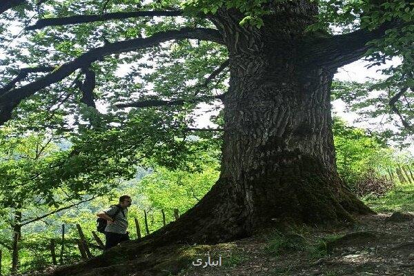 سرخدار کهنسال هیرکانی، در آستانه ثبت ملی است