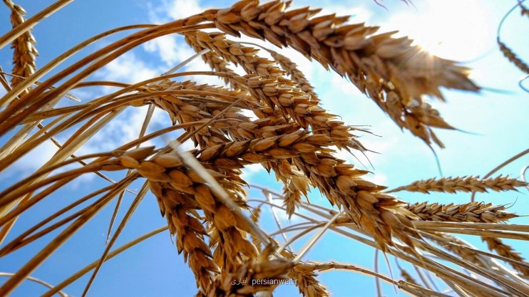 آخرین اخبار از قیمت خرید گندم از کشاورزان