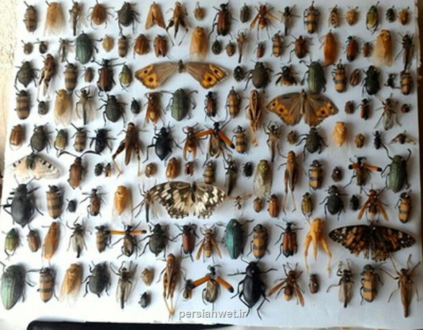 موزه حشرات با ۴ و نیم میلیون نمونه حشره از ۲۵ هزار گونه