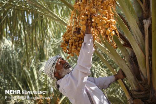 77 هزار تن خرما از نخیلات خوزستان برداشت شد