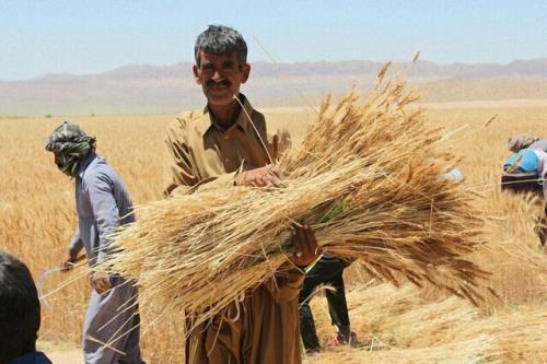 آیا مطالبات گندمکاران به صورت کامل تسویه می شود؟
