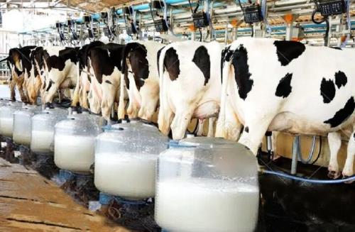 کمترین تورم سالانه برای شیر