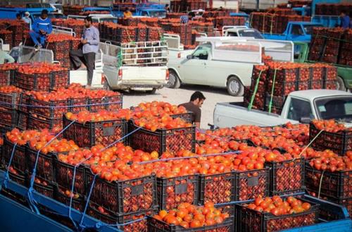 تب بازار گوجه فرنگی ۱۰ روز دیگر می خوابد