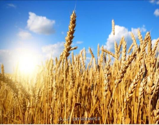 قیمت خرید تضمینی گندم چه زمانی اعلام می شود؟