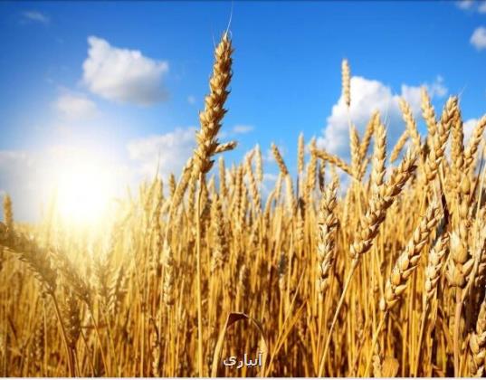 قیمت خرید تضمینی گندم چه زمانی اعلام می شود؟