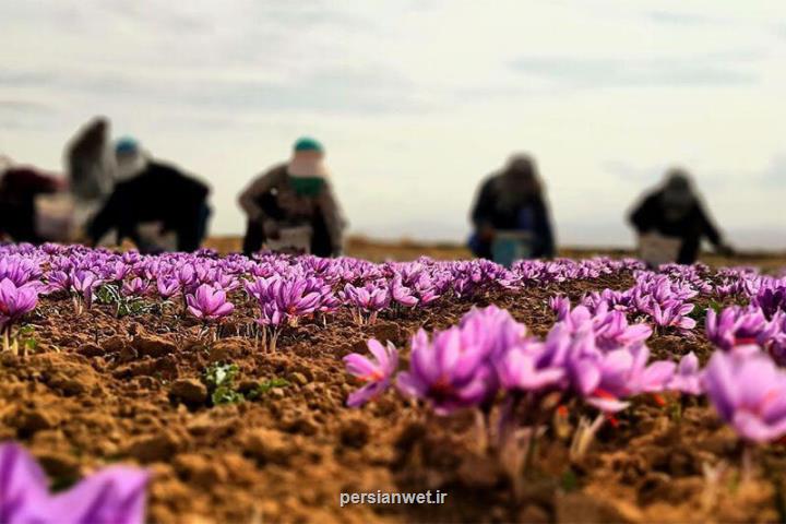 اعلام قیمت جدید زعفران