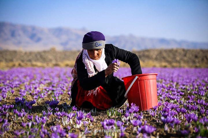 زعفران در وضعیت قرمز