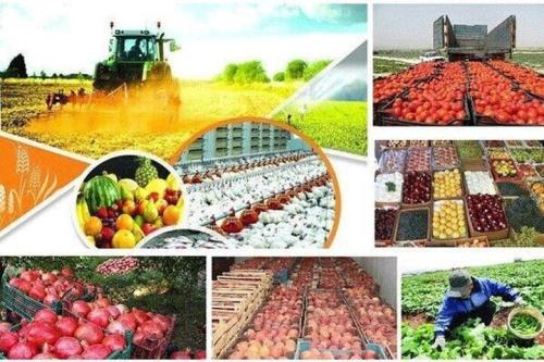 صادرات محصولات کشاورزی از مرز 6 میلیارد دلار گذشت