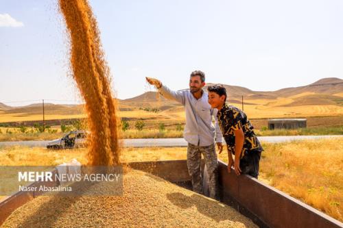 تحویل گندم به مراکز سرپوشیده خوزستان با توجه با بارندگی ها