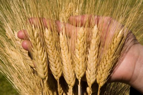 اعلام قیمت تضمینی جو