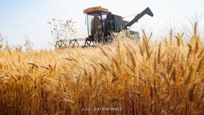 خودکفایی در تولید گندم نیازمند سمپاشی بموقع از مزارع است