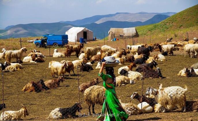 63 و نیم درصد افزایش قیمت هر کیلوگرم شقه گوسفند در یک سال