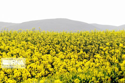 تسریع رشد، افزایش مقاومت و بهبود عملکرد گیاه کلزای ایرانی