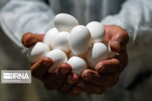قیمت هر کیلو تخم مرغ درب مرغداری 61هزار تومان شد