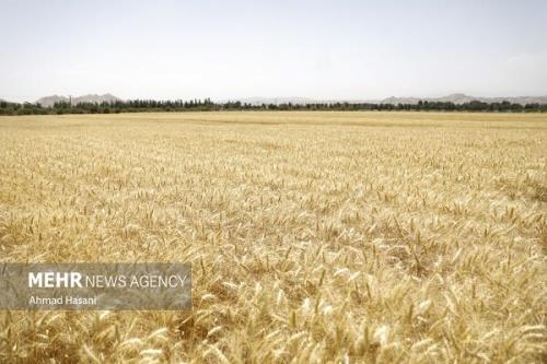 کشت پاییزه گندم نزدیک است اما قیمت آن معین نیست