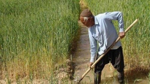 پتروشیمی ها امسال کود مورد نیاز بخش کشاورزی را تحویل ندادند