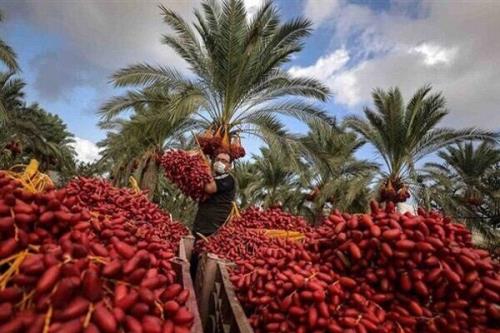 طلای سیاه بم در کش و قوس مشکلات دست ما کوتاه خرما بر نخیل