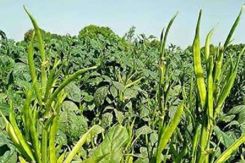 بررسی راهکارهای بهداشت گیاهی در حاشیه کارگاه منطقه ای فائو در عمان